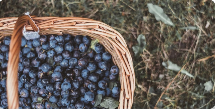 Basket full of grapes