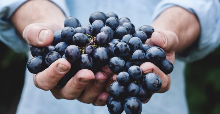 Hands full of grapes